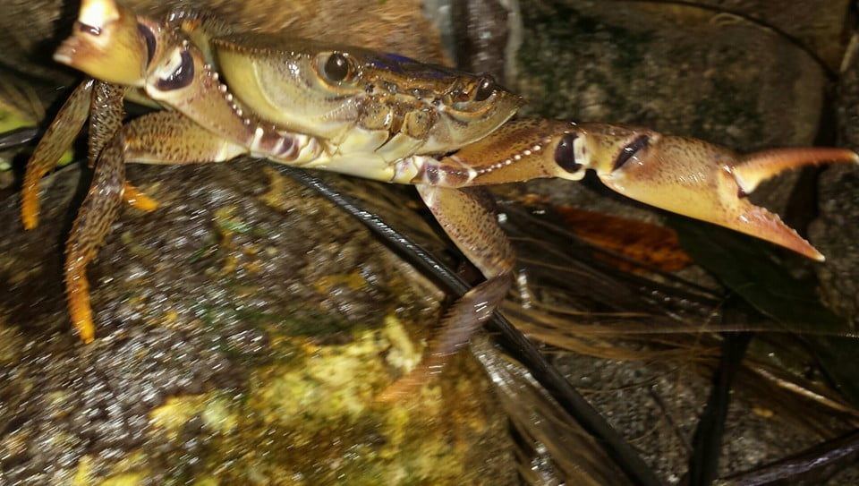 Foto: Javier Matos. Jaiba o Cangrejo de río de la Hispaniola