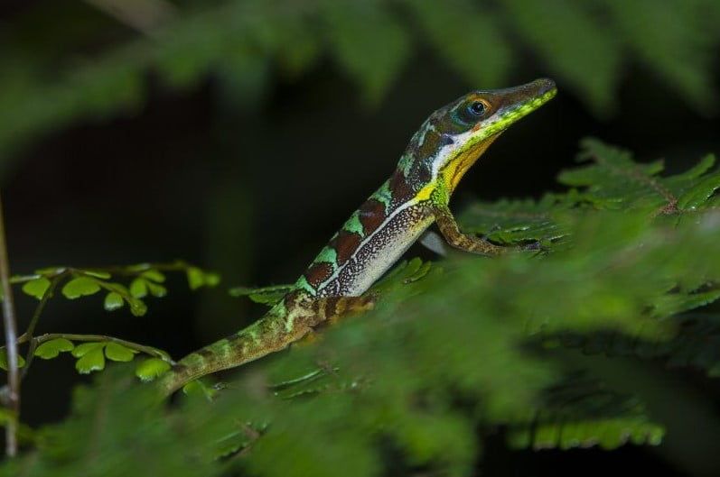 Macho Adulto. Foto: Pedro Genaro Rodríguez