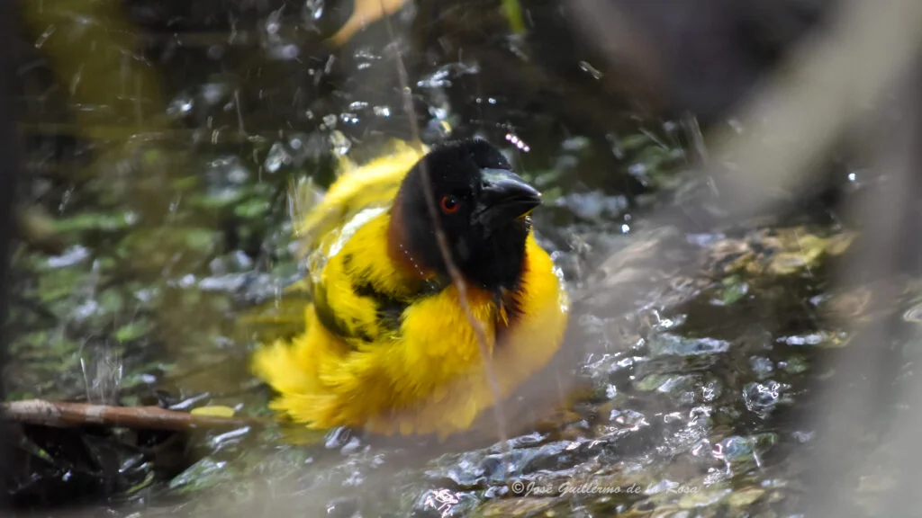 Baño de Ploceus cucullatus, Bayahíbe, La Altagracia Foto: José Guillermo de la Rosa